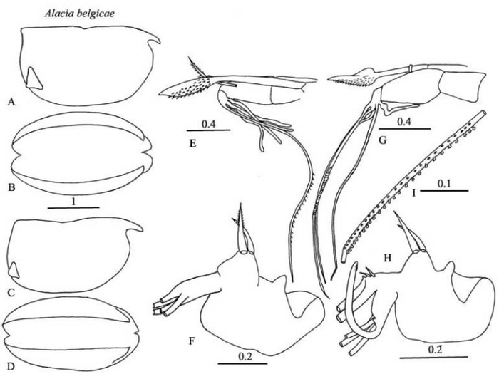  Alacia belgicae (Müller, 1906) from Blachowiak-Samolyk &amp; Angel (2004)