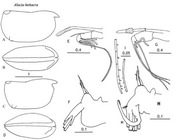  Alacia hettacra (Müller, 1906) from Blachowiak-Samolyk & Angel (2004)