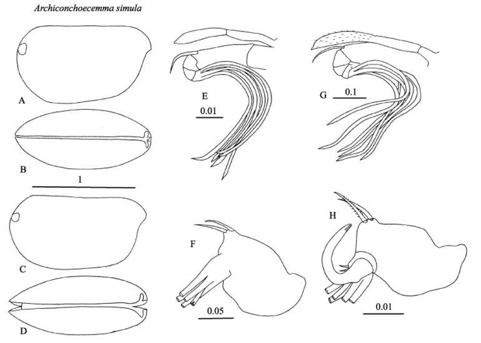 Archiconchoecemma simula (Deevey, 1982) ​​​​​​​from Blachowiak-Samolyk &amp; Angel (2004)