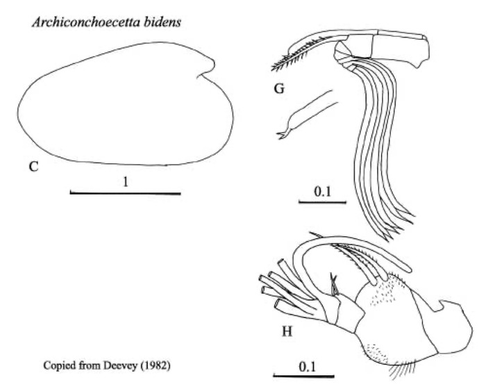 Archiconchoecetta bidens (Deevey, 1982) from Blachowiak-Samolyk &amp; Angel (2004)