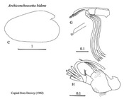 Archiconchoecetta bidens (Deevey, 1982) from Blachowiak-Samolyk & Angel (2004)