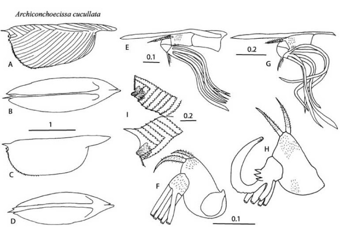 Archiconchoecissa cucullata (Brady, 1902) from Blachowiak-Samolyk &amp; Angel (2004)