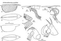 Archiconchoecissa cucullata (Brady, 1902) from Blachowiak-Samolyk & Angel (2004)