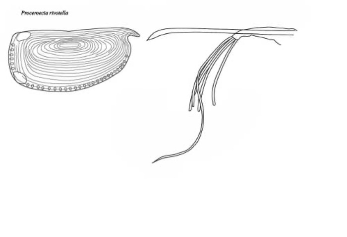 Proceroecia rivotella  from Blachowiak-Samolyk &amp; Angel (2004)