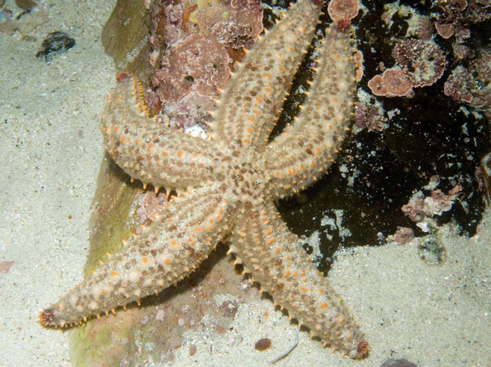 Marthasterias glacialis (South African colour form) 