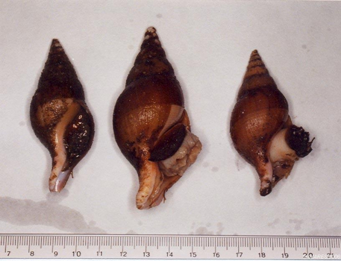 Colus gracilis (da Costa, 1778) Colus gracilis (da Costa, 1778)