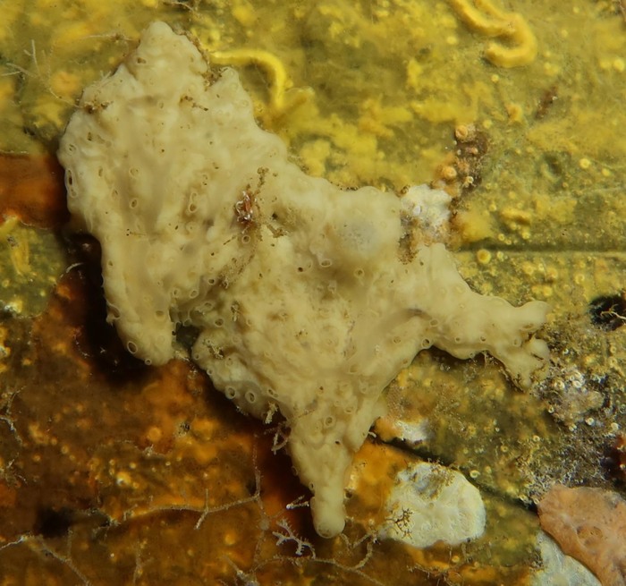 Aspiculina manaloba from Cape Verde Islands