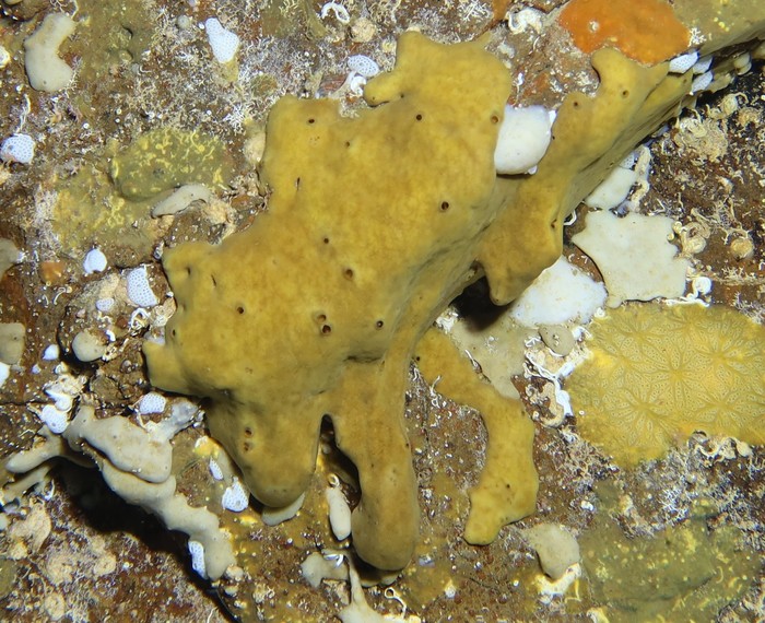 Plakinastrella freitasi from Cape Verde Islands