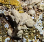 Plakinastrella fauvelotae from Cape Verde Islands