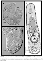 Baltalimania asinariensis