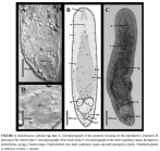 Baltalimania salinsula