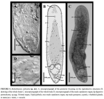 Baltalimania salinsula