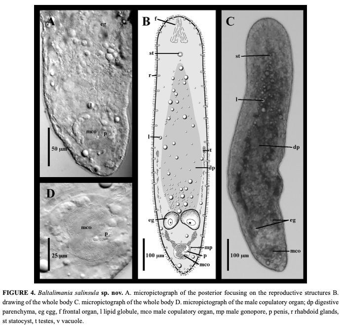 Baltalimania salinsula