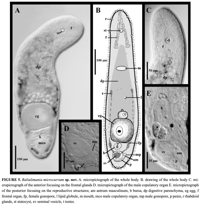 Baltalimania microcurvum