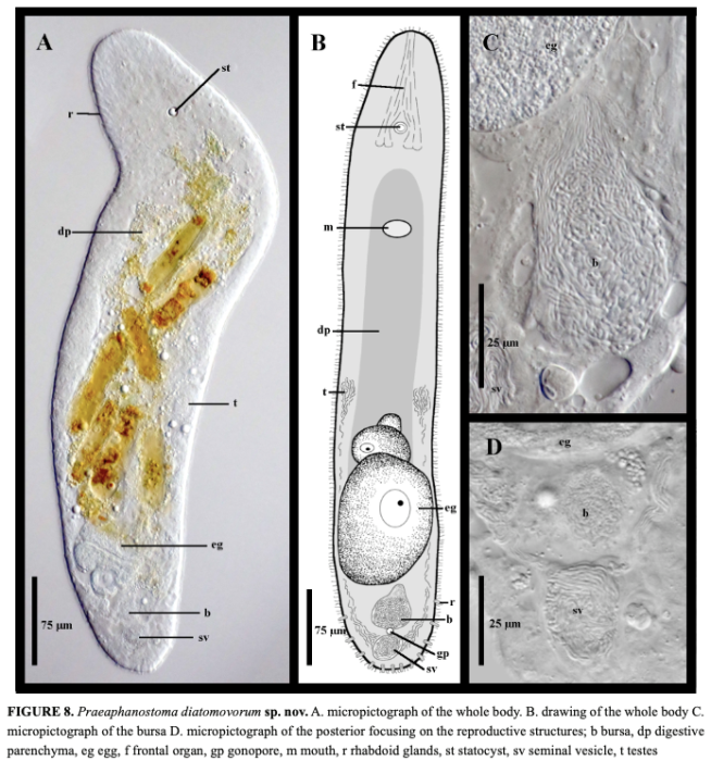 Praeaphanostoma diatomovorum