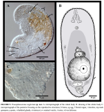 Praeaphanostoma neglectum