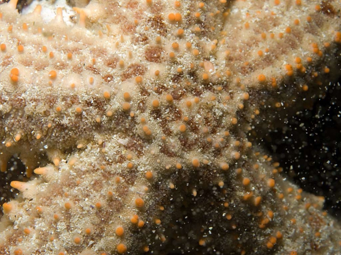 Marthasterias glacialis (South African colour form) Marthasterias glacialis (South African colour form)