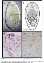 Pseudoposthia lata
