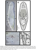 Pseudoposthia hanssoni 