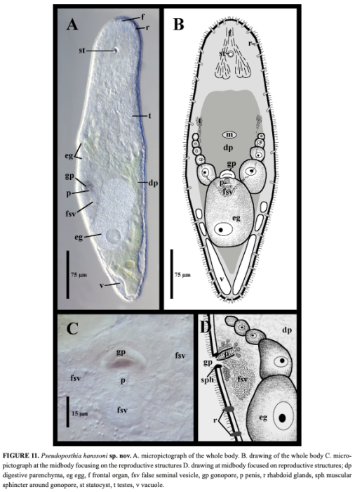 Pseudoposthia hanssoni 
