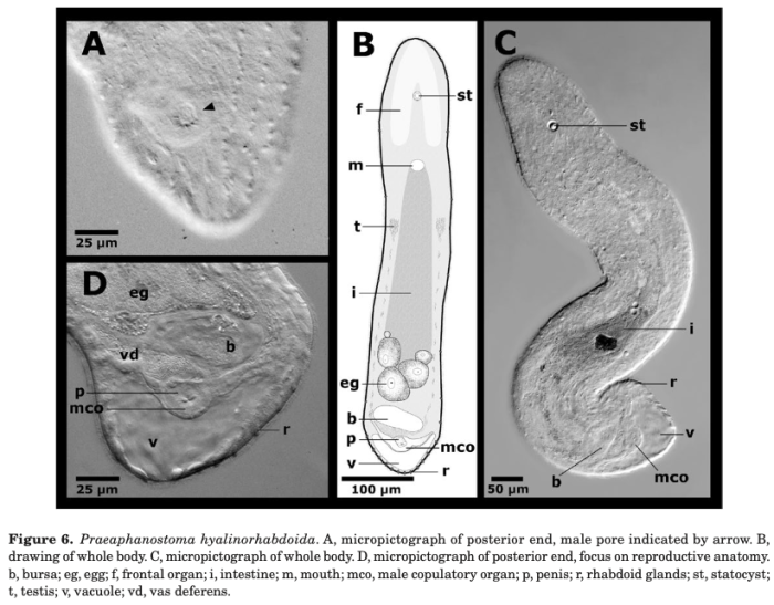 Praeaphanostoma hyalinrhabdoida