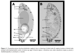 Praeaphanostoma hyalinrhabdoida