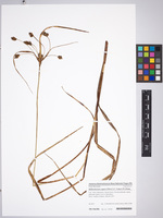 Bolboschoenus yagara, Slovakia, specimen PR 964386