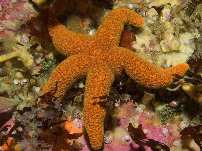 Henricia ornata, South Africa