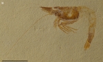 Dugastella nitida