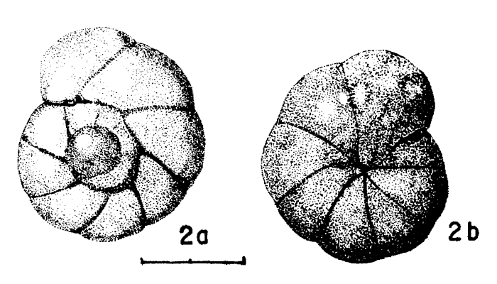 Valvulineria fueguina Malumián &amp; Masiuk, 1976