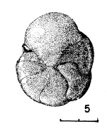 Lingulogavelinella magallanica Malumián & Masiuk, 1976