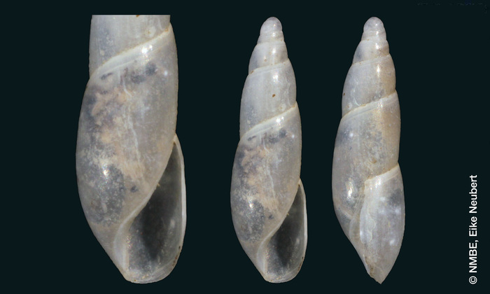 Ferussacia eucharista Bourguignat, 1863