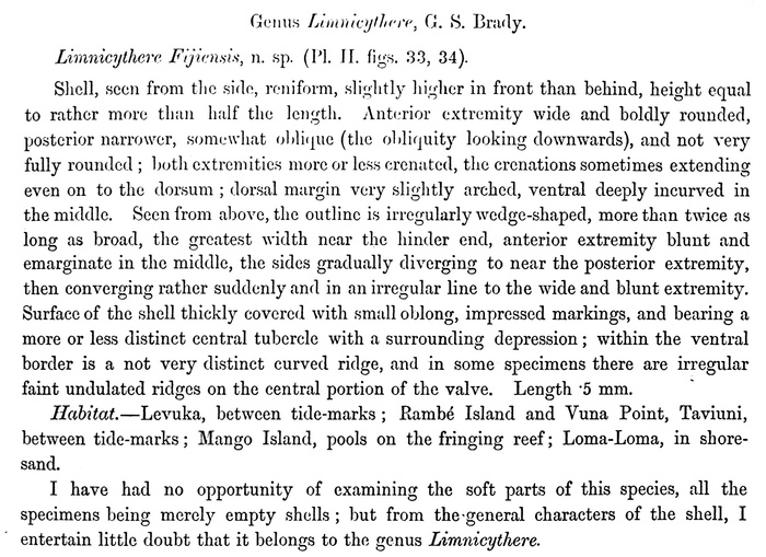 Description of Limnicythere fijiensis Brady, 1890