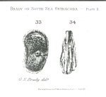 Limnicythere fijiensis Brady, 1890 from the original description