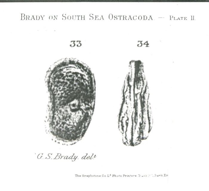 Limnicythere fijiensis Brady, 1890 from the original description