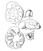 Reinholdella epistominoides Hofker, 1952