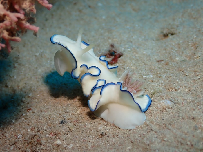 Glossodoris kahlbrocki