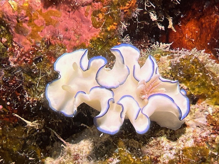 Glossodoris kahlbrocki