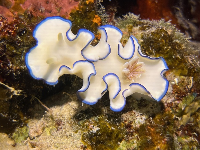 Glossodoris kahlbrocki