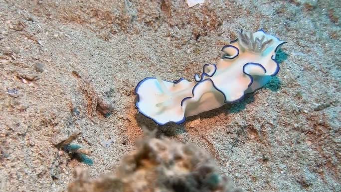 Glossodoris kahlbrocki