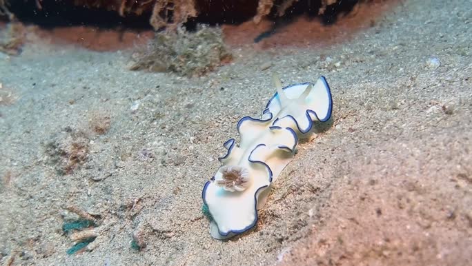 Glossodoris kahlbrocki