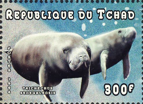 Trichechus senegalensis Trichechus senegalensis