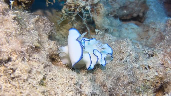 Glossodoris kahlbrocki