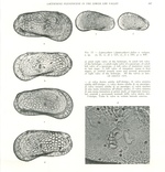 Leptocythere (Amnicythere) fallax Devoto, 1965 from the original description