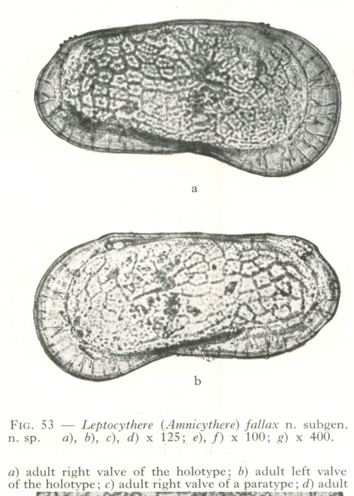 Holotype of the Leptocythere (Amnicythere) fallax Devoto, 1965 from the original description