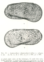 Holotype of the Leptocythere (Amnicythere) fallax Devoto, 1965 from the original description