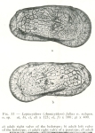 Holotype of the Leptocythere (Amnicythere) fallax Devoto, 1965 from the original description