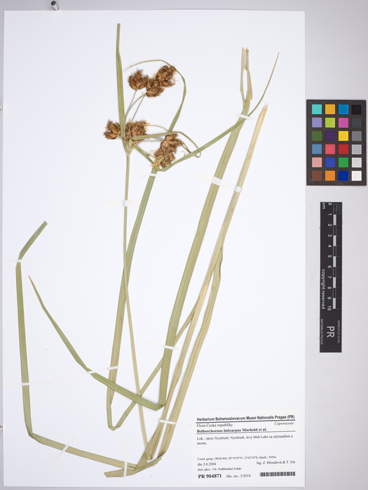 Bolboschoenus laticarpus, Nymburk, specimen PR 904871