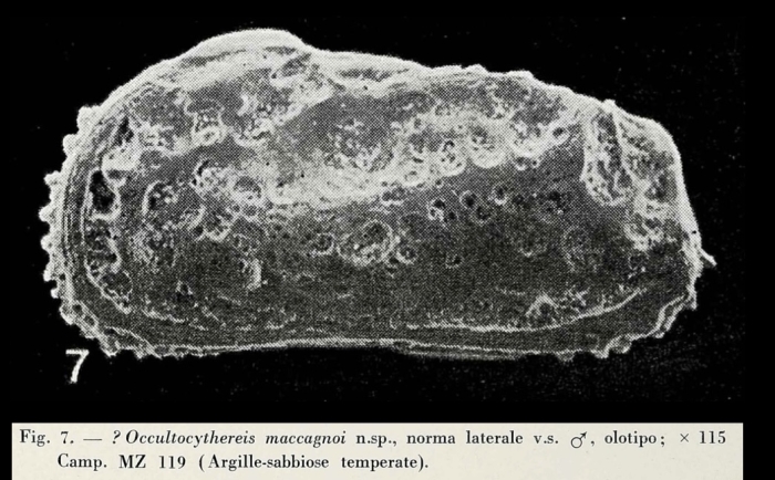 Occultocythereis maccagnoi Ciampo, 1972 from the original description