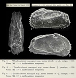 Occultocythereis maccagnoi Ciampo, 1972 from the original description